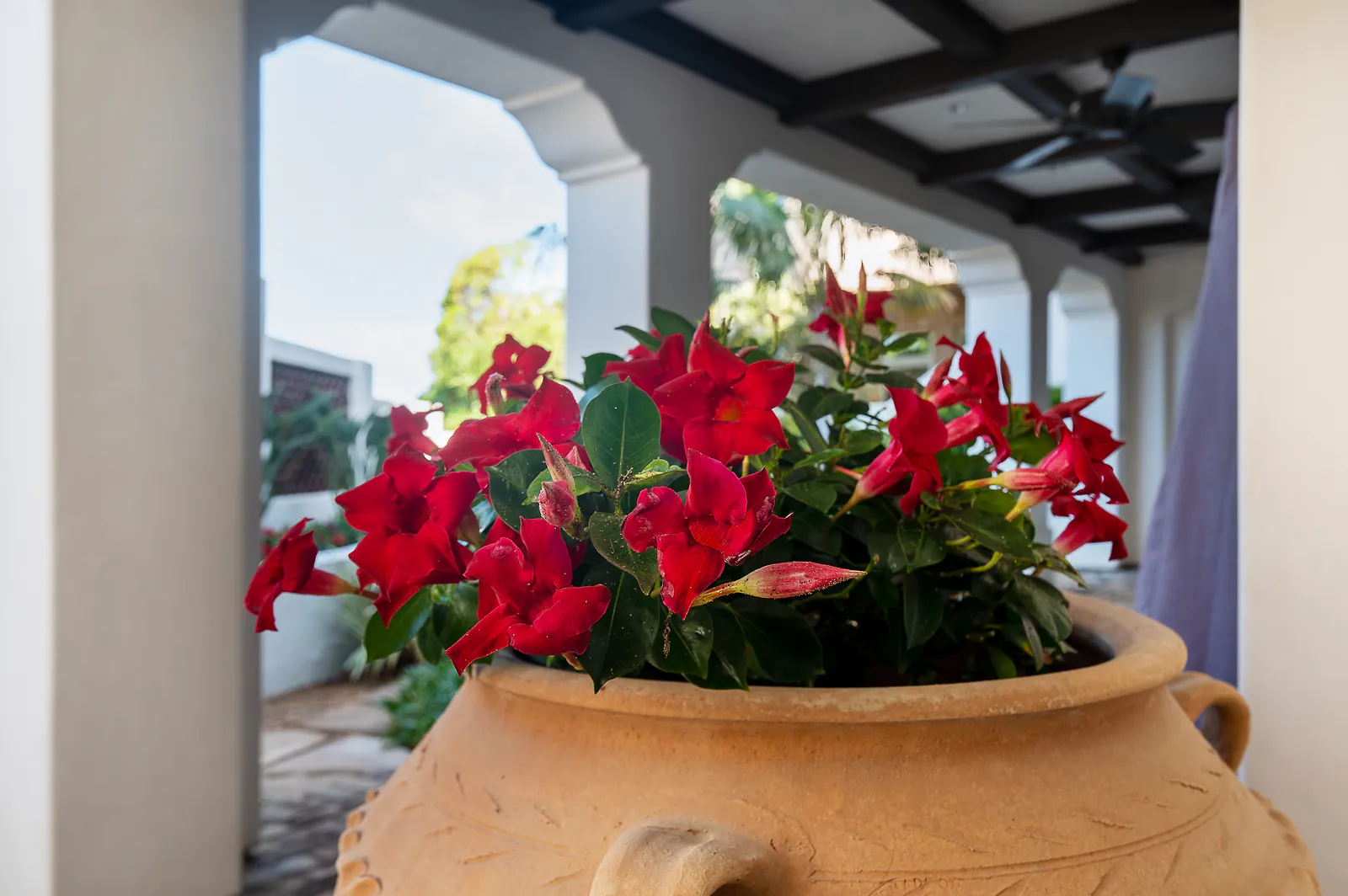 Red mandevilla blooming in a terracotta urn under a covered loggia
