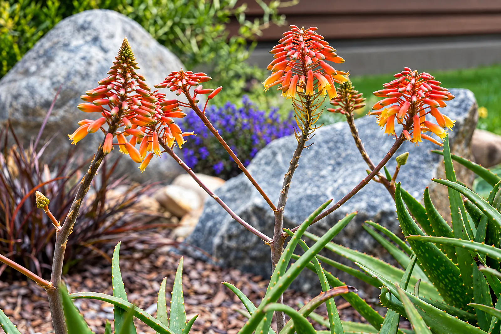 Orange aloe blooms rising over boulders and purple salvia