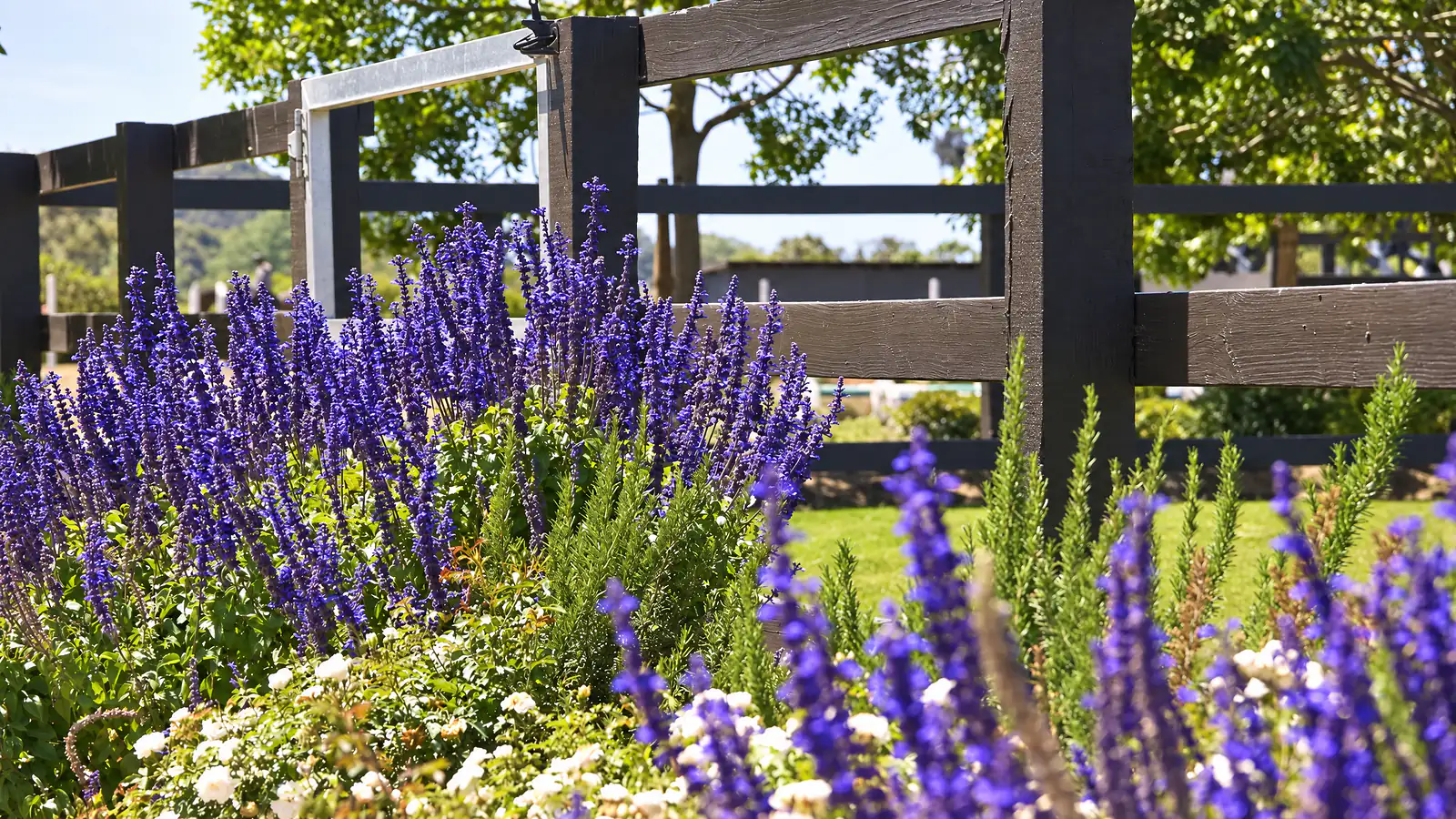 Purple salvia and white flowers massed along a dark ranch fence