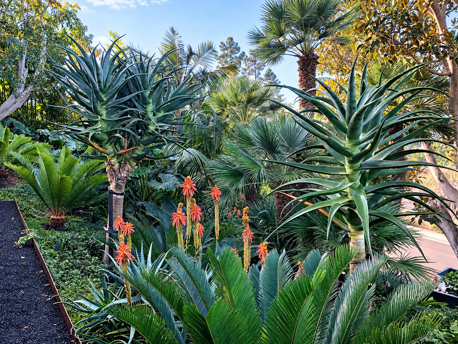 Subtropical garden of tree aloes, cycads and palms with orange aloe blooms