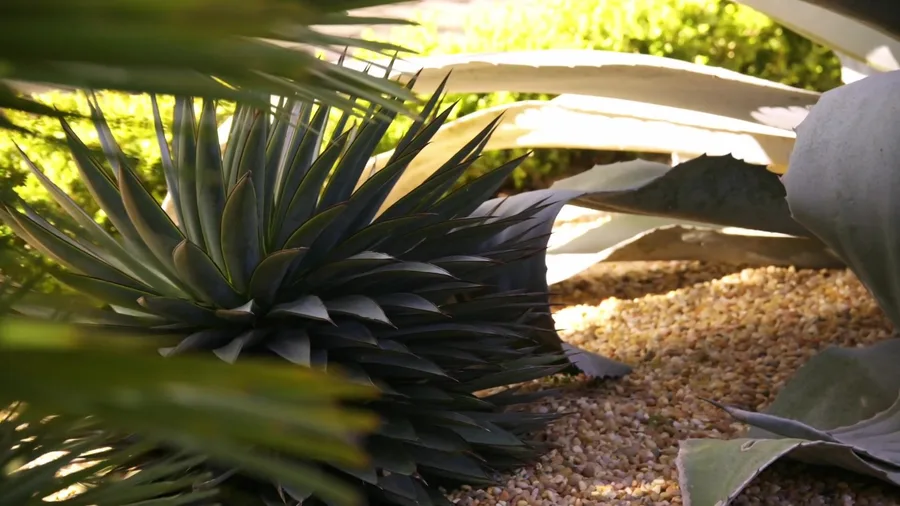 Backlit blue agave rosette in a decomposed granite bed